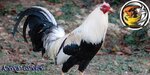 American-Gamefowl-–-Characteristics-and-Interesting-Facts-You-Need-to-Know.jpg