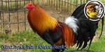 Distinct-Physical-Traits-of-American-Gamefowl.jpg