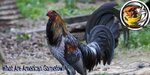 What-Are-American-Gamefowl.jpg