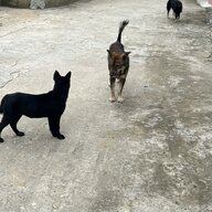 khoidr